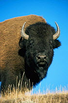 Bison bull {Bison bison} Yellowstone NP, Wyoming, USA