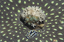 Abstract view of sea slug / Nudibranch {Nudibranchia} on various corals, Indo-Pacific