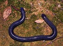 Caecilian {Siphonops annulatus}, Yasuni National Park, lowland rainforest Ecuador