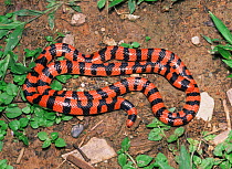 False coral snake {Anilius scytale}, Yasuni National Park, Lowland rainforest, Ecuador