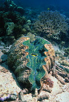 Giant clam {Tridacna sp} Great Barrier Reef, Australia