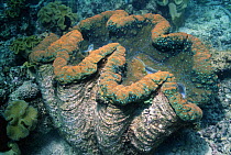 Giant clam {Tridacna gigas} Great Barrier Reef, Australia