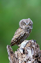 Eastern screech owl portrait {Megascops asio}, rio Grande Valley, Texas, USA