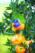 Rainbow lorikeet feeding on orange fruit {Trichoglossus haematodus}, Queensland, Australia