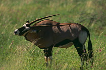 Gemsbok scratching back with horn {Oryx gazella} Kgalagadi Transfrontier Park, South Africa