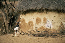 Blackbuck {Antilope cervicapra} beside Vishmoi village home, Chappra, Rajasthan, India