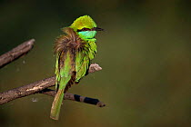 Little green bee eater {Merops orientalis} Keoladea Ghana NP, India