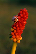 Sandhill snail {Theba pisana} on Wild Arum berries {Arum maculatum} France
