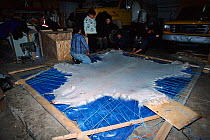 Inuit people prepare Polar bear skin {Ursus maritimus} Baffin Island, Canada