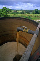 Sugar cane processing plant juice extraction Guadeloupe, Caribbean Marie Galante. August 2000
