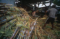 Sugar cane processing plant harvested canes Guadeloupe, Caribbean Marie Galante. August 2000
