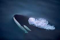 Killer whale coming up to surface {Orcinus orca}, off Kamchatka Pennisula, Russia