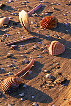 Shells on beach, Camargue, France