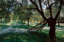 Ladders and nets used for Olive harvest, Baronnies,  Provence, France