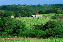 Rural landscape with Sugar cane crop, Guadeloupe, Caribbean 2000.