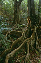 Roots of {Pterocarpus officinalis} tree, Guadeloupe, Caribbean 2000.