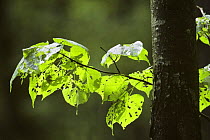 Pest damage to Lime tree leaves {Tilia sp} France