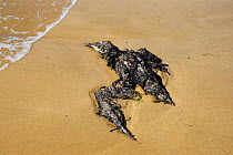 Northern gannet covered in oil {Morus bassanus} France