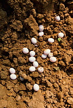 Green lizard eggs {Lacerta viridis} France