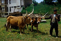 Domestic Longhorn cattle with farmer Portugal - long horn