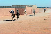 Camel race at Timimoun, Algeria, North Africa