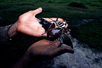 Goliath beetle - world's largest insect in human hand, Odzala NP, Congo, Central Africa