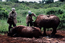 Black rhinos with keepers having mud bath {Diceros bicornis}, Nairobi NP, Kenya. Orphaned animals from David Sheldrick Wildlife Appeal operation