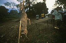 Dead Blue duiker {Philantomba / Cephalophus monticola} for sale for meat trade, Gabon - Congo border