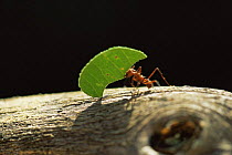 Leaf cutting ant {Atta bichaerica} carrying part of leaf