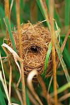 Harvest mouse nest {Micromys minutus}, Somerset, England UK