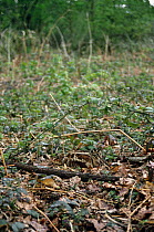 Woodcock camouflaged on nest on ground (Scolopax rusticola) UK