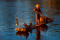 Fisherman with his Cormorants {Phalacrocorax carbo} trained to dive for fish Li River, Guangxi Province, China