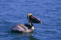 Brown pelican with fish in beak {Pelecanus occidentalis} Spring plumage, SW Florida USA