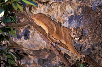 South American puma {Felis concolor} occurs Andes & Ecuador, South America