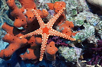 Necklace seastar on sponge {Fromia monilis} Red Sea
