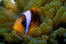 Twobar anemonefish {Amphiprion bicinctus} amongst tentacles of Magnificent sea anemone. Red Sea