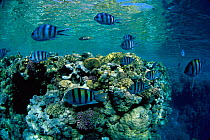 Sergeant major fish {Abudefduf saxatilis} and Scissortail sargeant fish {A. sexfasciatus} on coral reef, Red Sea