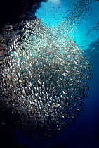 Glassy sweepers schooling {Parapriacanthus guentheri} Red Sea