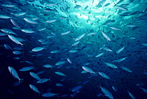 Lunar fusilier fish schooling {Caesio lunaris} Red Sea