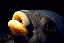 Black surfperch fish head portrait {Embiotoca jacksoni} Channel Is, CA, USA