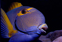 Yellowfin surgeonfish portrait {Acanthurus xanthopterus} Great  Barrier Reef, Australia