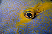 Close-up of eye of Yellowfin surgeonfish {Acanthurus xanthopterus} Great Barrier Reef, Australia