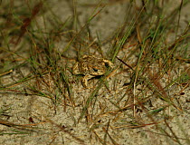 Natterjack toad juvenile{Bufo calamita} Hampshire, UK