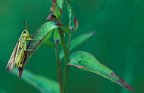Large marsh grasshopper male {Stethophyma grossum} Argonne, France