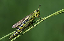 Large marsh grasshopper female {Stethophyma grossum} Argonne, France