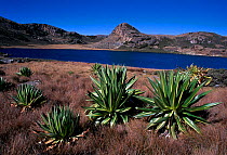 Garba Guracha lake, Bale Mtns NP, Ethiopia, with endemic Giant lobelia plants {Lobelia rhynchopetalum}
