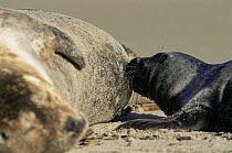 Common seal mother feeding 2 day pup {Phoca vitulina} La Jolla Cove, California, USA