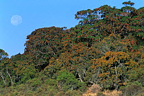 Bale Mountains NP, Ethiopia. {Hagenia abyssinica} trees and St Johns wort {Hypericum revolutum}
