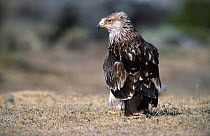 Imperial eagle, juvenile {Aquila heliaca} highlands of Ethiopia