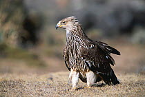 Imperial eagle juvenile {Aquila heliaca} Highlands of Ethiopia, Africa